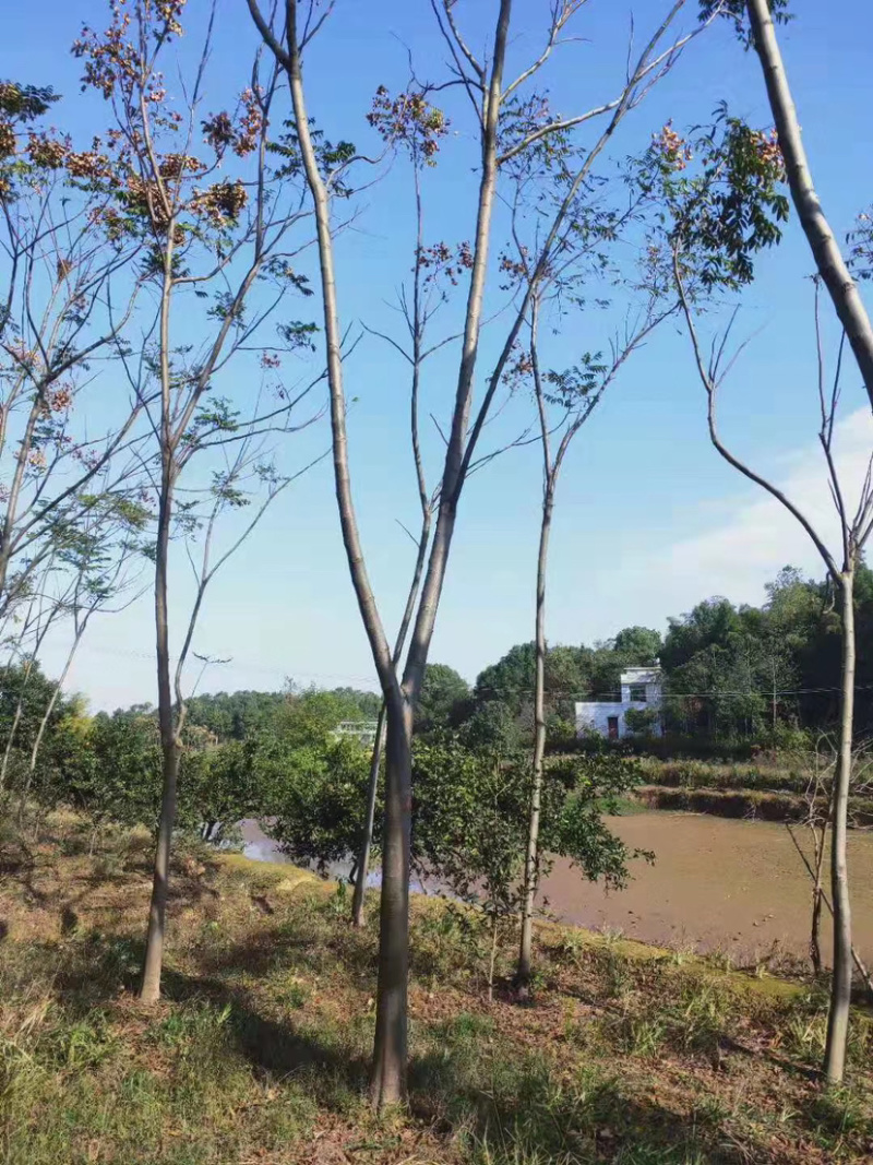14-15公分的黄山栾树，苗圃直供，有需要的朋友联系我