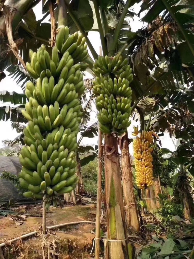 中蕉九号维斯廉B6红香蕉香蕉苗当年种植当年挂果