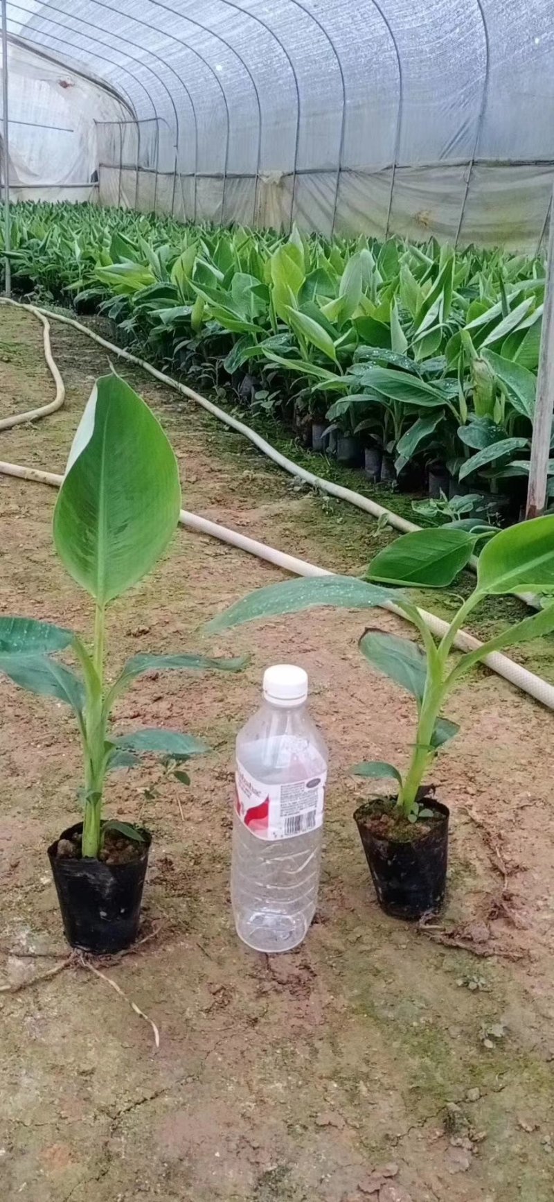 中蕉九号维斯廉B6红香蕉香蕉苗当年种植当年挂果