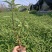 墨西哥鼠尾草，紫柳紫柳批发云南紫柳基地