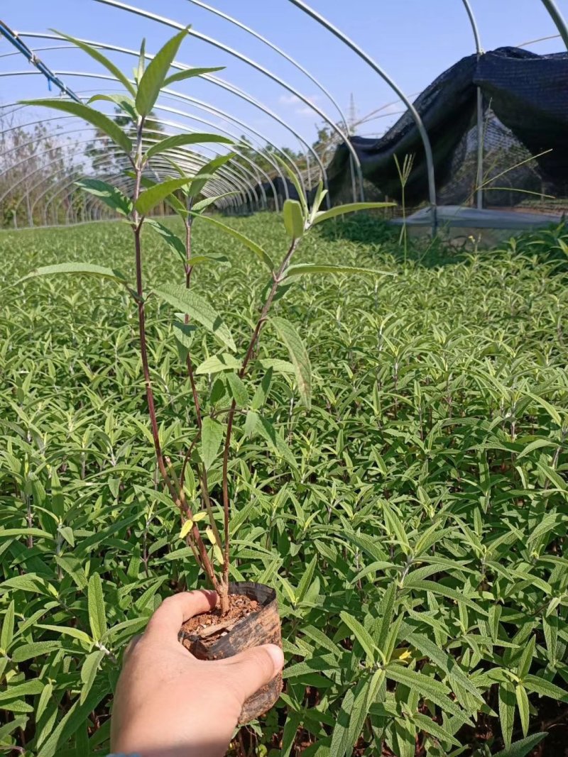 墨西哥鼠尾草，紫柳紫柳批发云南紫柳基地