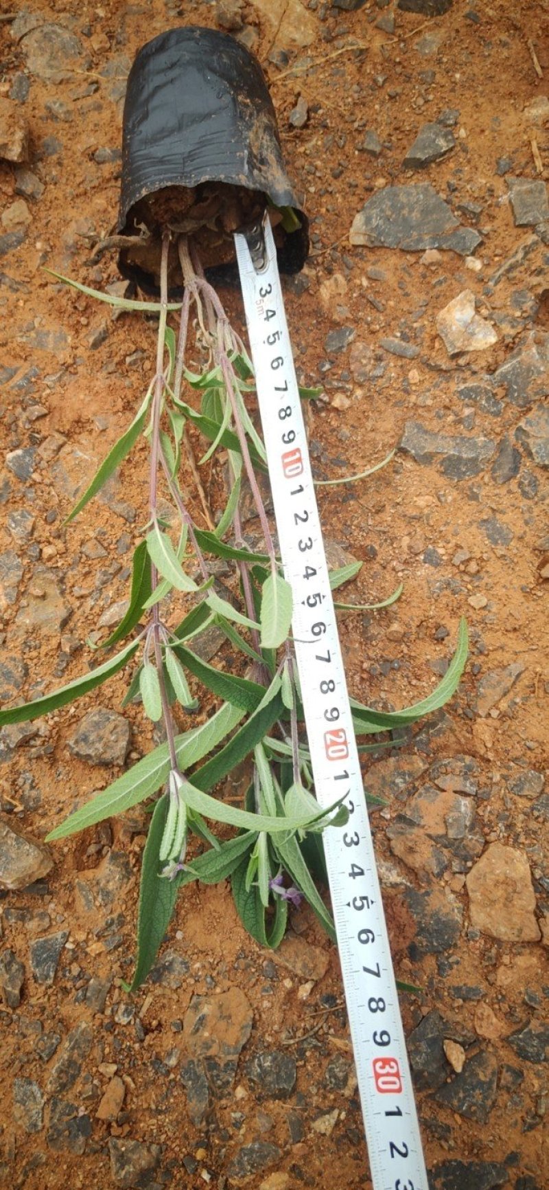 墨西哥鼠尾草，紫柳紫柳批发云南紫柳基地