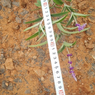 墨西哥鼠尾草，紫柳紫柳批发云南紫柳基地