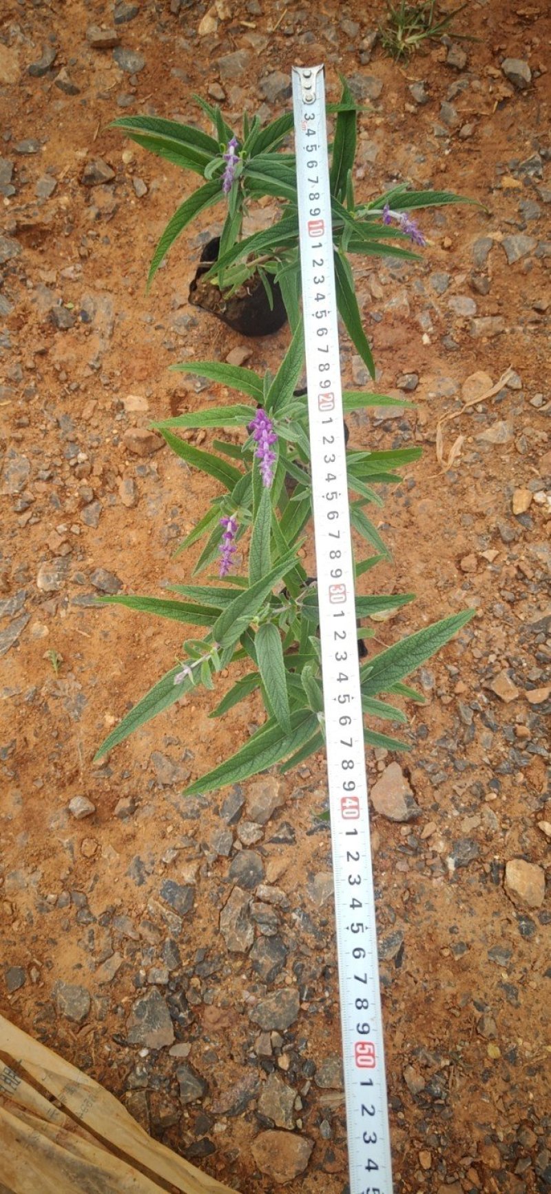 墨西哥鼠尾草，紫柳紫柳批发云南紫柳基地