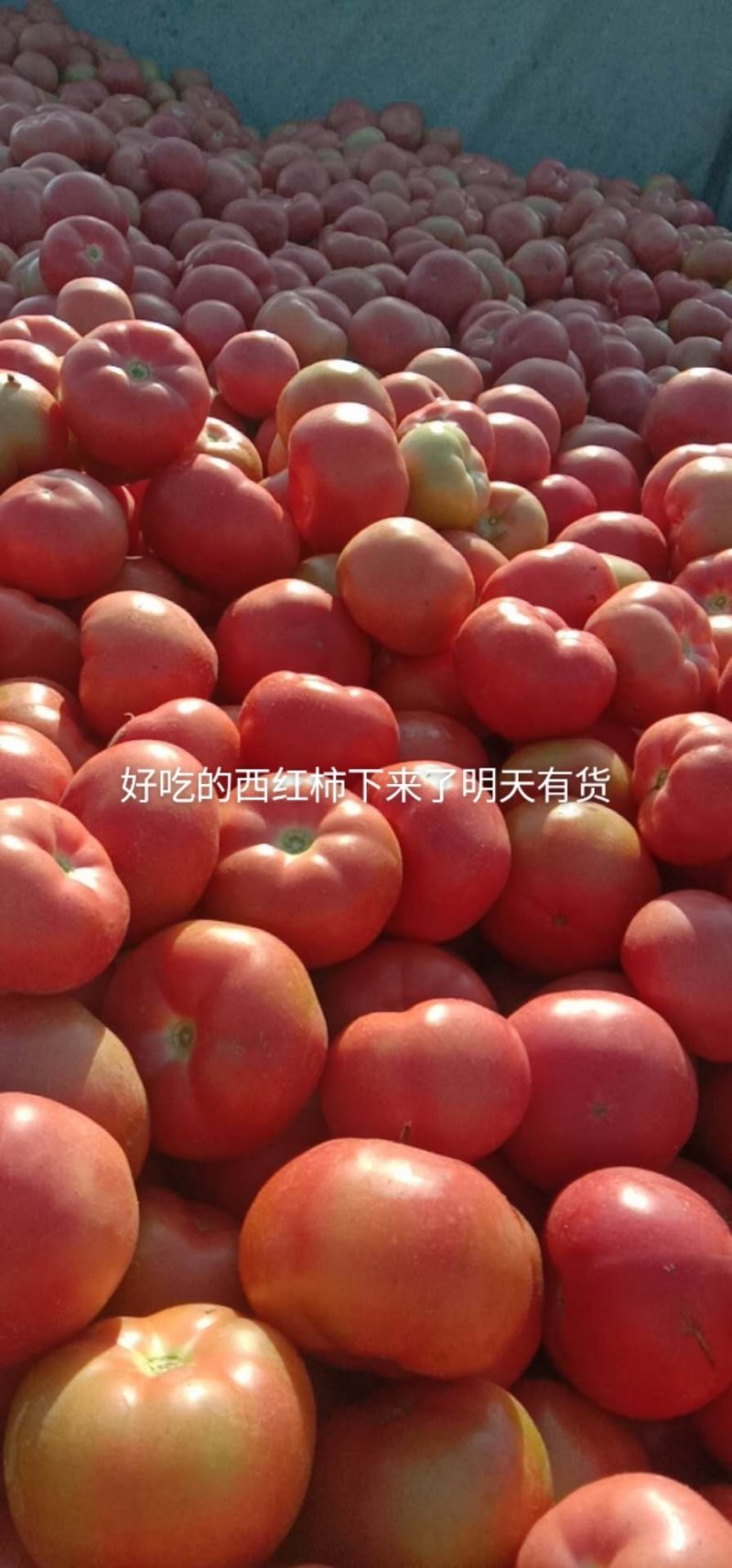 西红柿