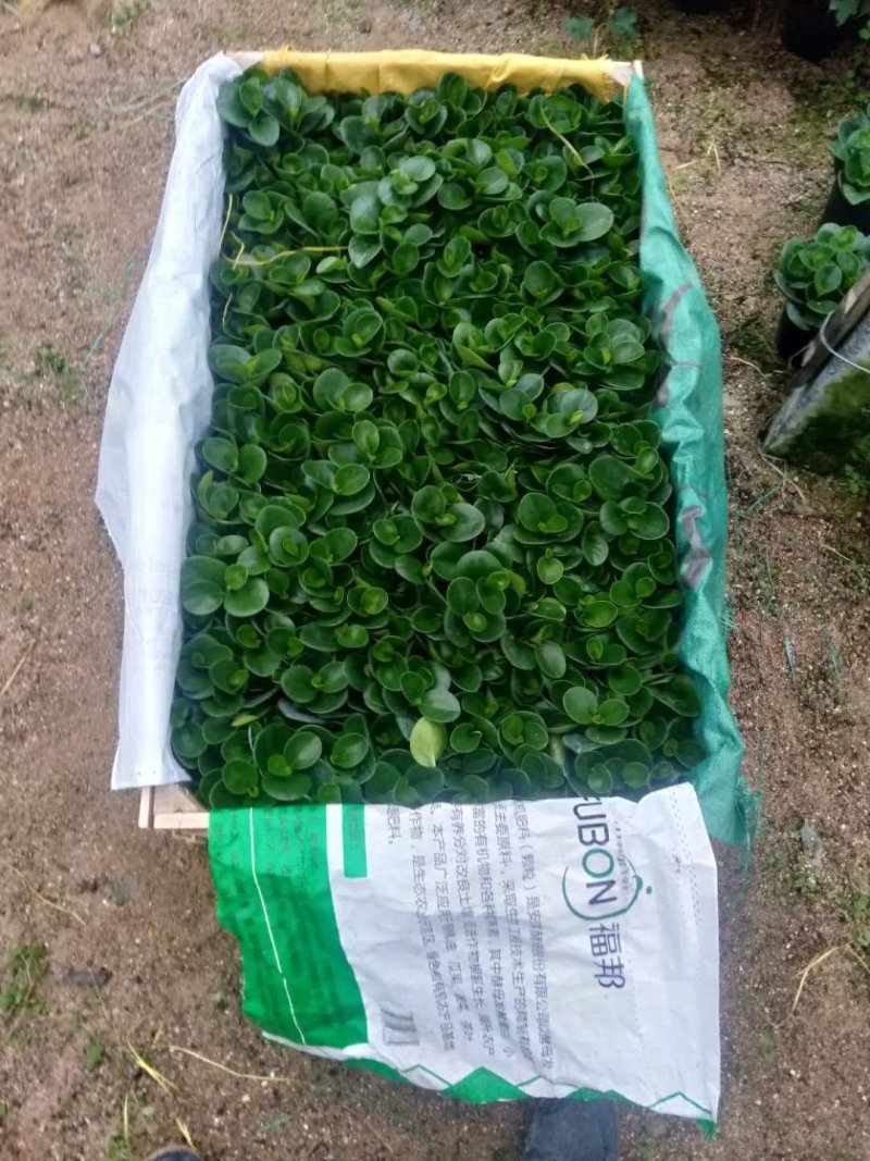 精品140杯碧玉福建基地自产自销