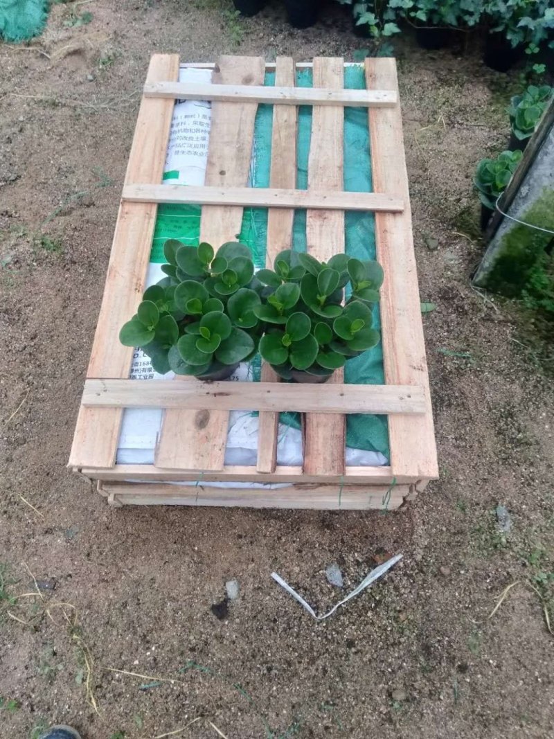 精品140杯碧玉福建基地自产自销
