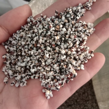 王不留行生王不留行炒王不留行奶米留行子中药材