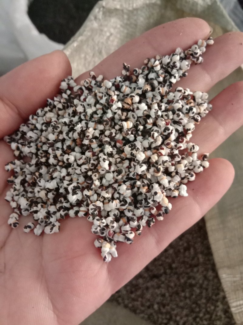 王不留行生王不留行炒王不留行奶米留行子中药材