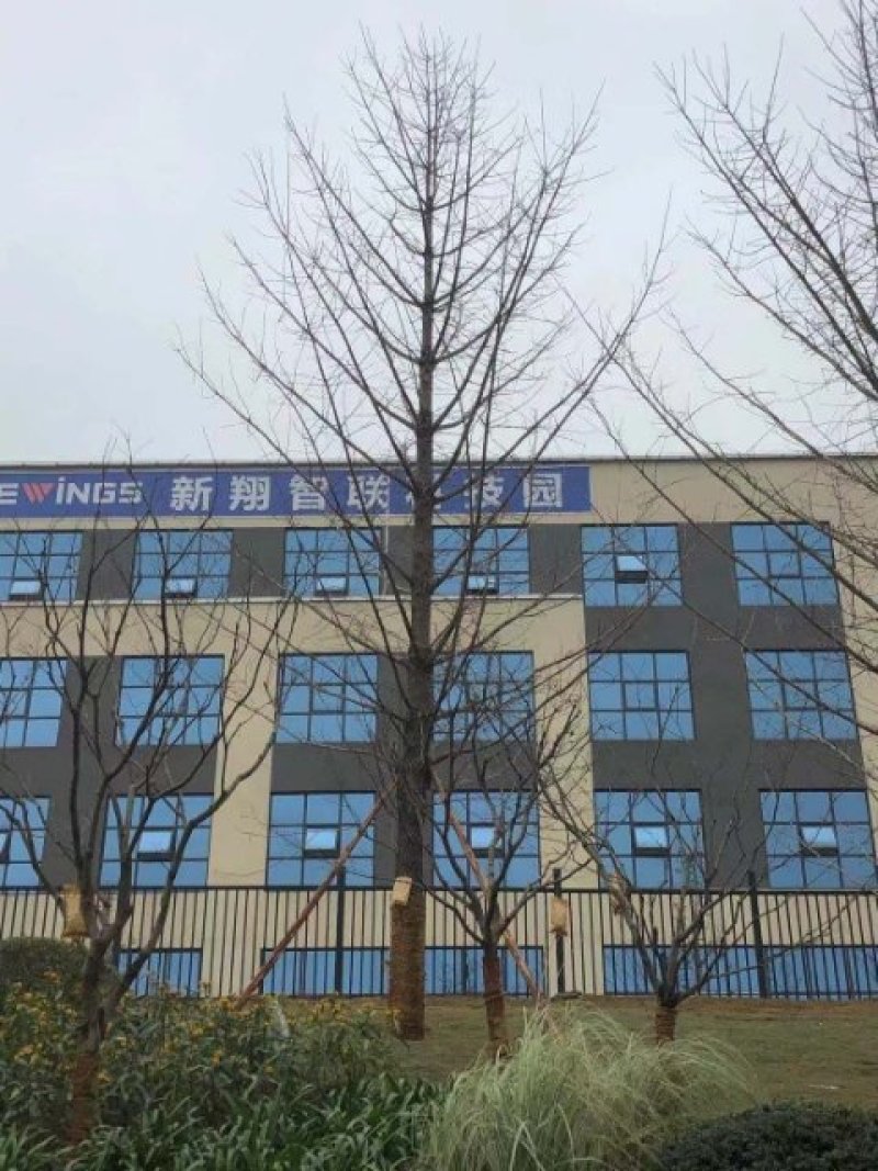 银杏，银杏树，35公分银杏树，银杏树苗，基地直供，可视频