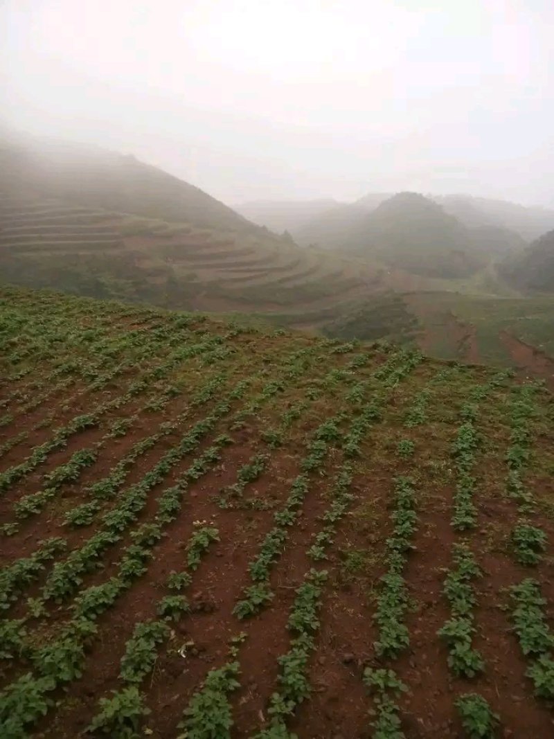 连片一千亩优质土地出租出售