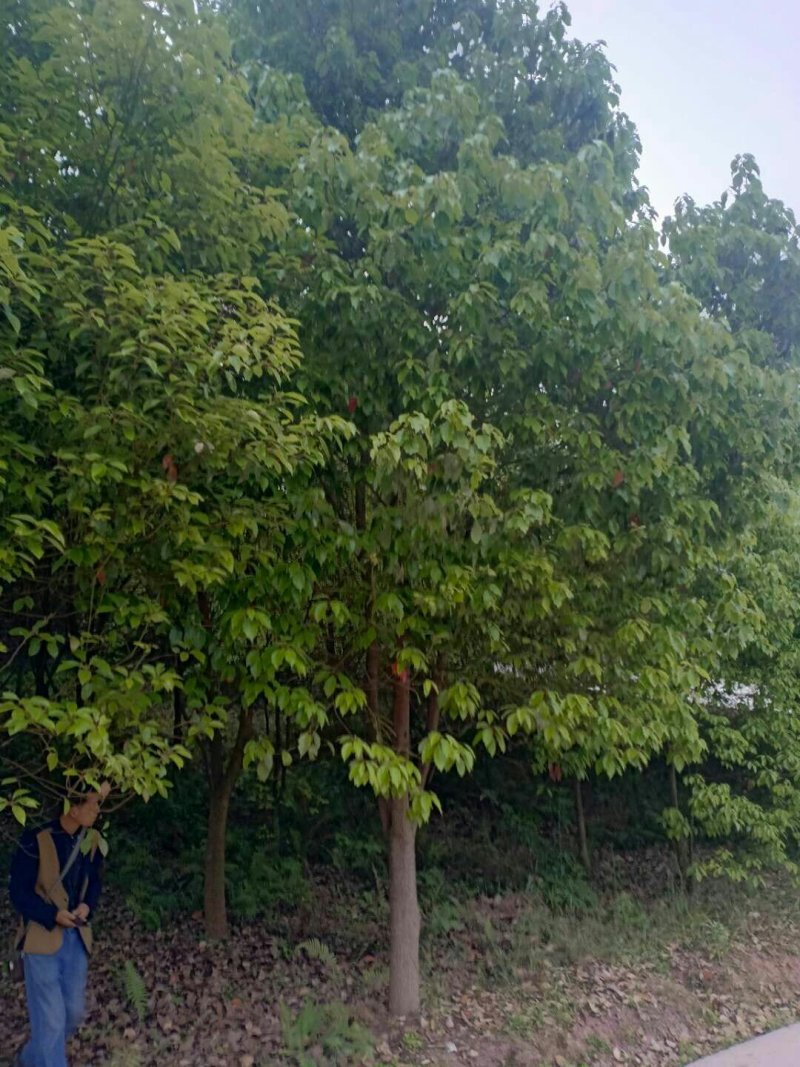 小叶香樟5一50Cm