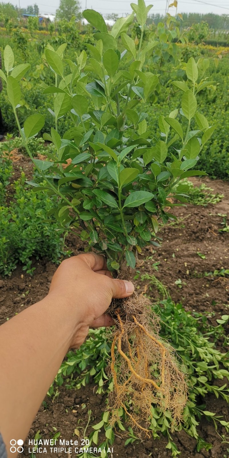 胶东卫矛卫矛小苗卫矛工程专用