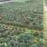 勋章菊成都勋章菊基地四川勋章菊