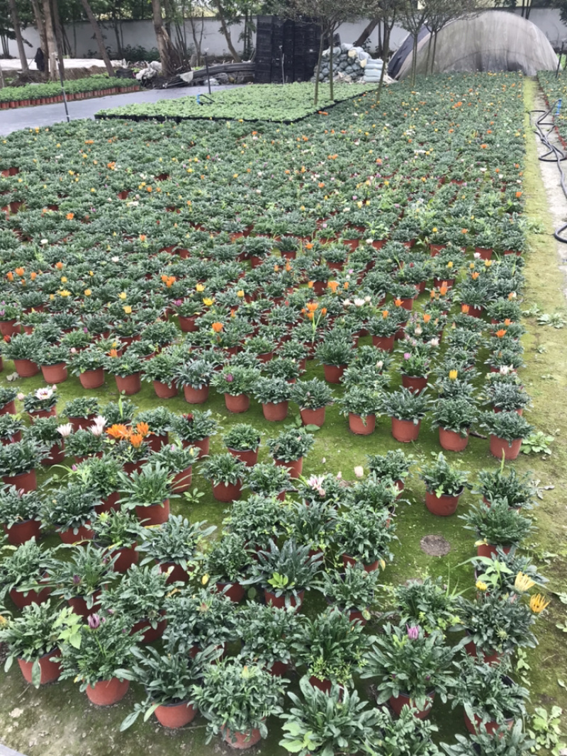 勋章菊成都勋章菊基地四川勋章菊