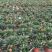 勋章菊成都勋章菊基地四川勋章菊