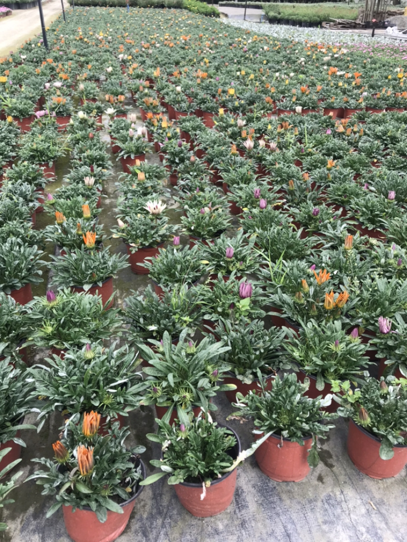 勋章菊成都勋章菊基地四川勋章菊