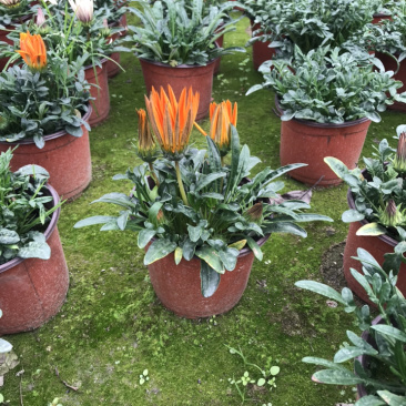 勋章菊成都勋章菊基地四川勋章菊