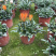 勋章菊成都勋章菊基地四川勋章菊
