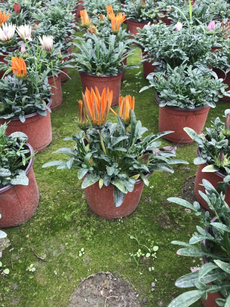 勋章菊成都勋章菊基地四川勋章菊