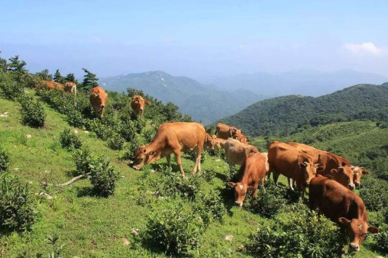 黄牛土黄牛贵州本地牛