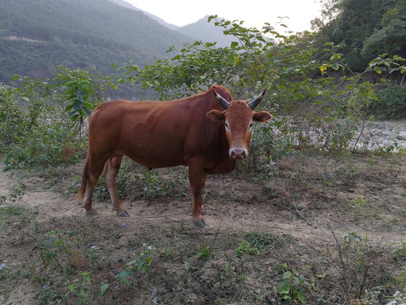 黄牛土黄牛贵州本地牛