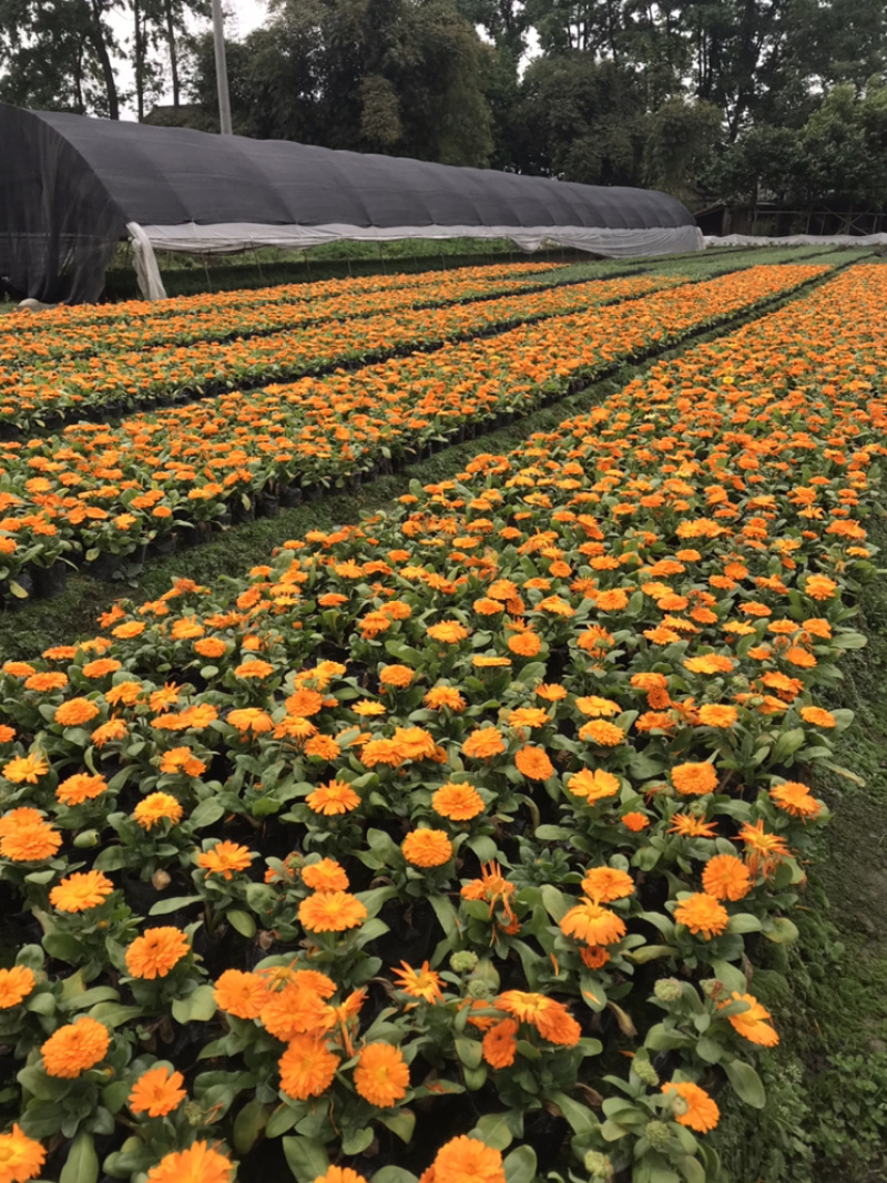 孔雀草成都孔雀草基地四川孔雀草基地孔雀草杯苗