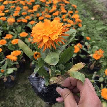 孔雀草成都孔雀草基地四川孔雀草基地孔雀草杯苗