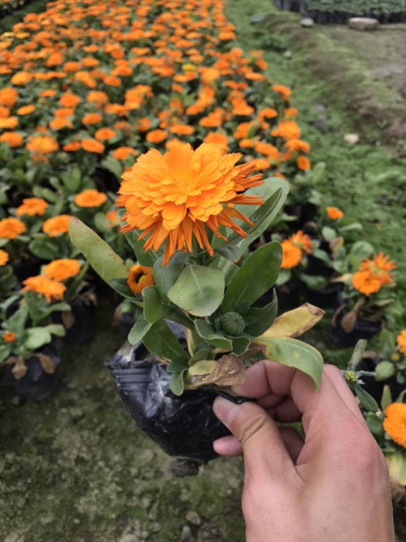 孔雀草成都孔雀草基地四川孔雀草基地孔雀草杯苗