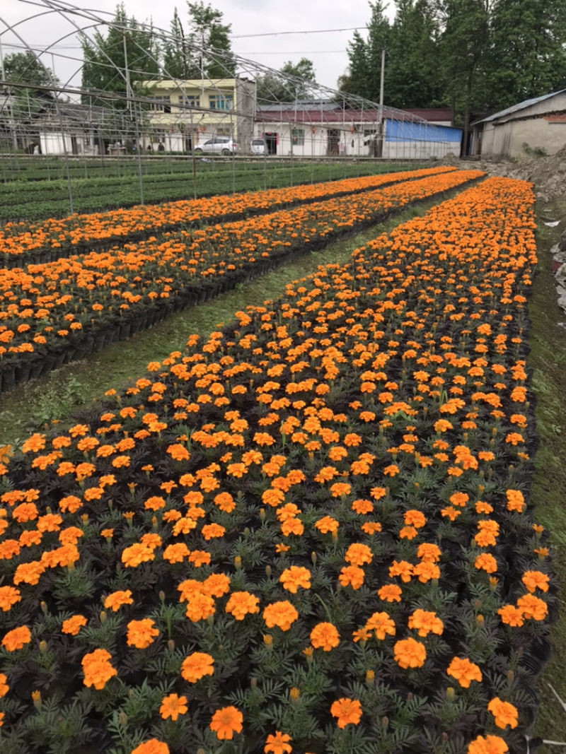 孔雀草成都孔雀草基地四川孔雀草基地孔雀草杯苗