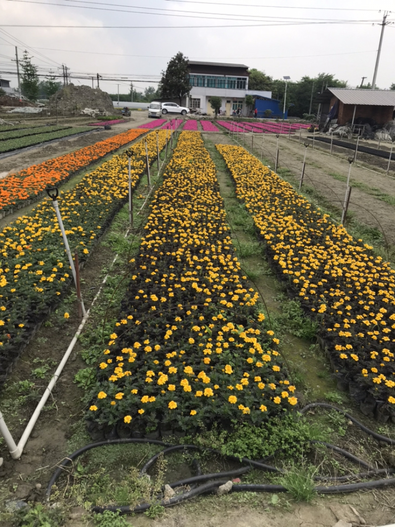 孔雀草成都孔雀草基地四川孔雀草基地孔雀草杯苗