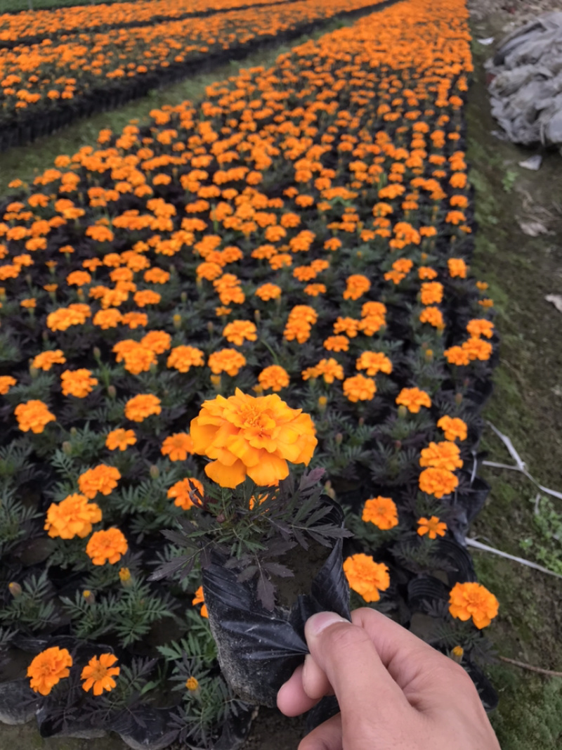 孔雀草成都孔雀草基地四川孔雀草基地孔雀草杯苗