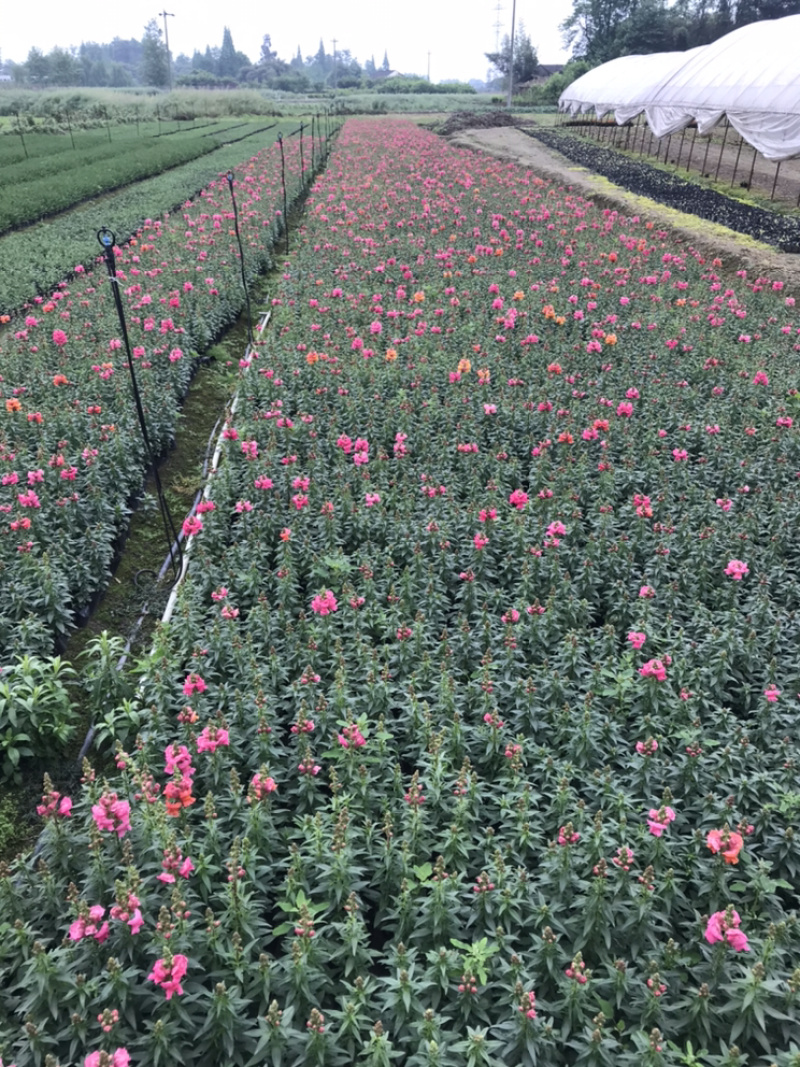 金鱼草成都金鱼草基地四川金鱼草直销金鱼草杯苗
