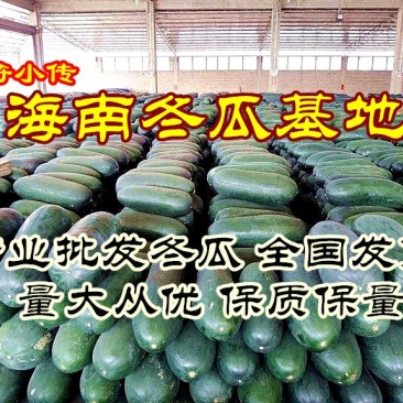 广西【黑皮冬瓜】基地直发量大从优全国发货