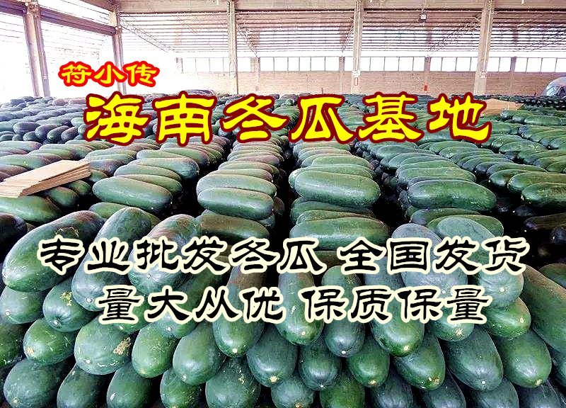 广西【黑皮冬瓜】基地直发量大从优全国发货