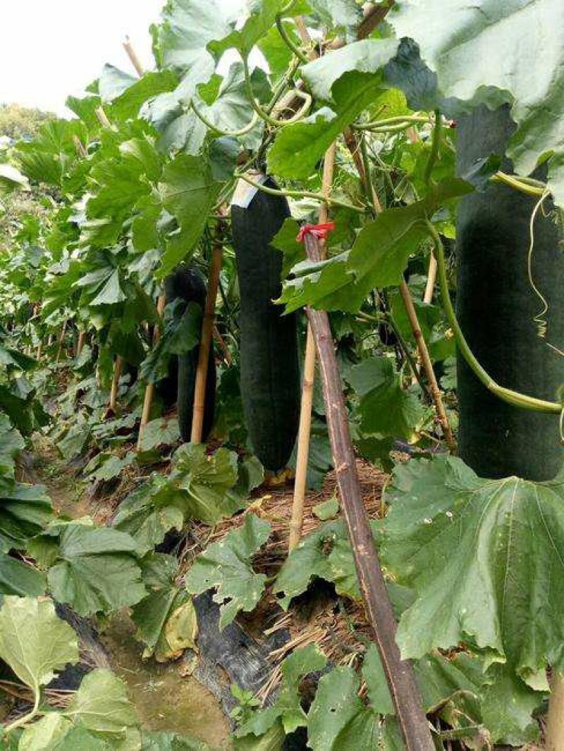 广西【黑皮冬瓜】基地直发量大从优全国发货