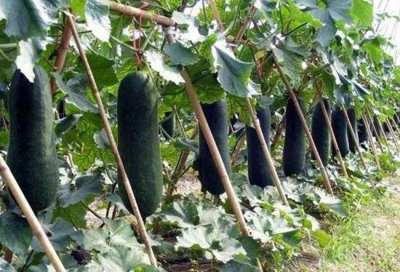 广西【黑皮冬瓜】基地直发量大从优全国发货