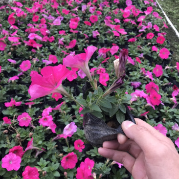 矮牵牛牵牛花工程用矮牵牛杯苗国庆用花矮牵牛