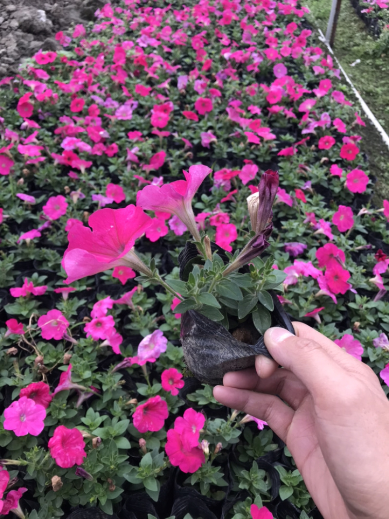 矮牵牛牵牛花工程用矮牵牛杯苗国庆用花矮牵牛