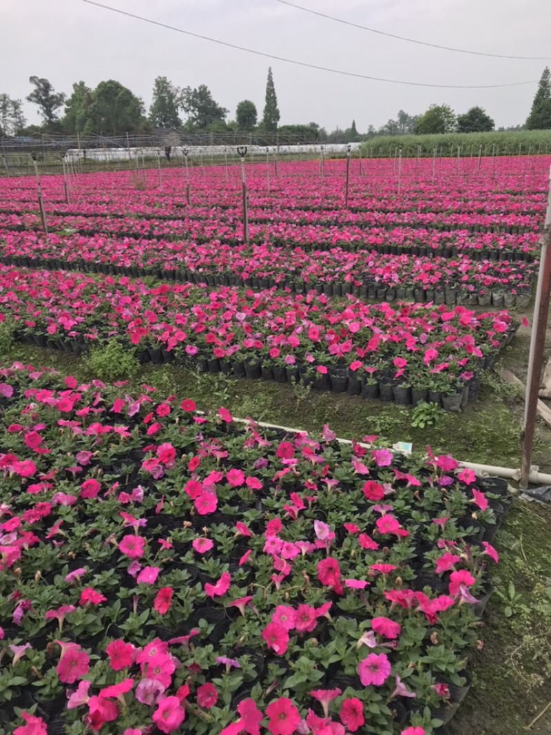 矮牵牛牵牛花工程用矮牵牛杯苗国庆用花矮牵牛
