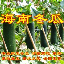 【黑皮冬瓜】全国代购大量批发瓜好价廉欢迎下单