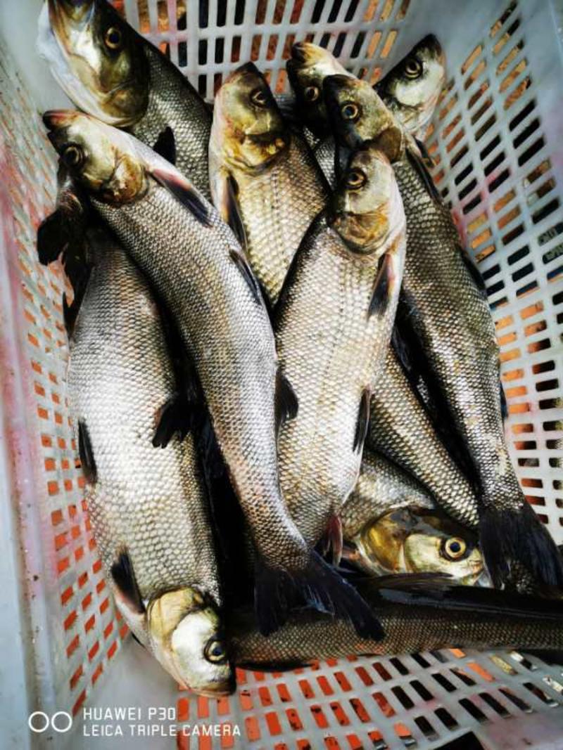 白鱼翘嘴鱼市场加工厂货都有1斤到8斤规格一手货源