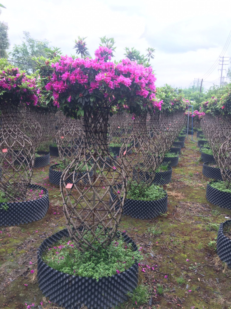 杜鹃花瓶杜鹃花工程用杜鹃花瓶造型杜鹃造型