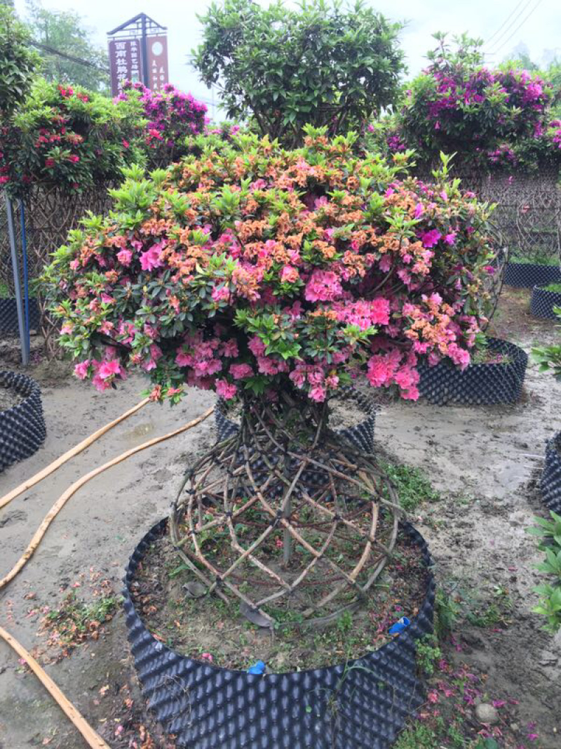 杜鹃花瓶杜鹃花工程用杜鹃花瓶造型杜鹃造型