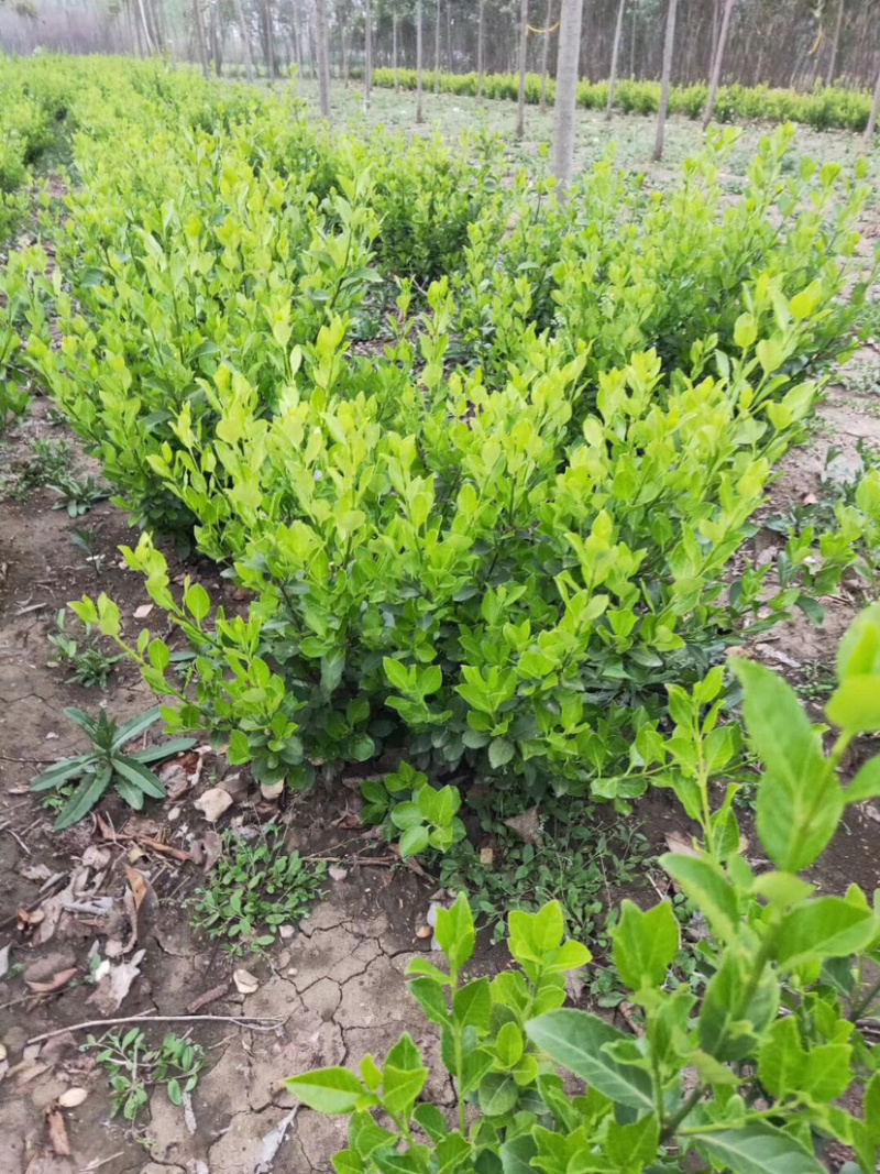 卫矛球规格齐全，欢迎到基地咨询看苗