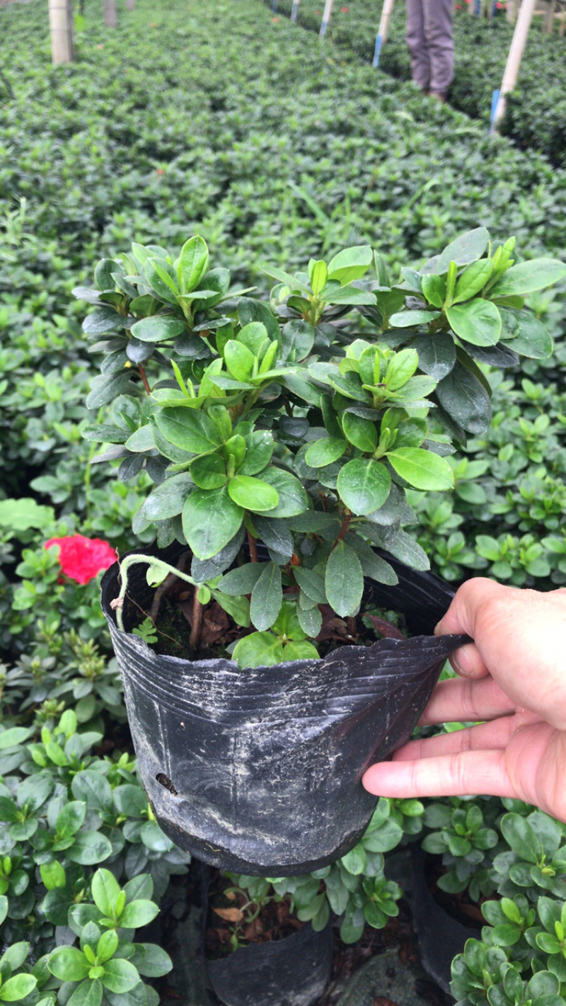 西洋娟比利时杜鹃工程用西洋娟春娟夏娟毛娟等