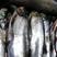 白鱼翘嘴鱼市场加工厂货都有1斤到8斤规格一手货源