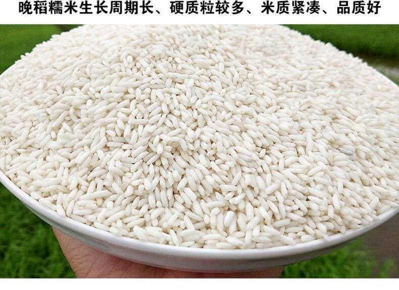 长粒糯米22年新货优质长江米粽子米颗粒饱满口感软糯