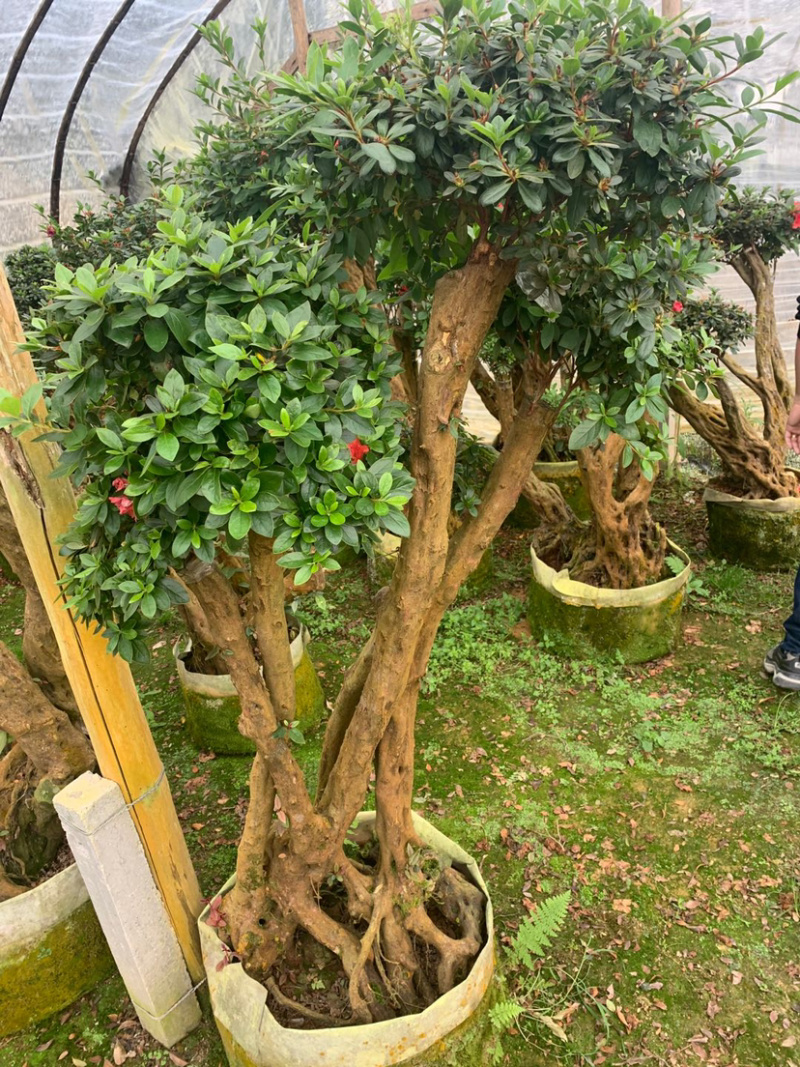 嫁接杜鹃桩，杜鹃盆景，各种造型