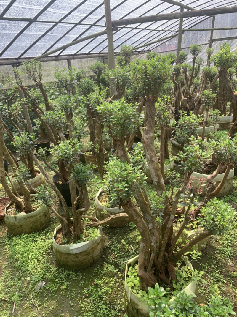 嫁接杜鹃桩，杜鹃盆景，各种造型
